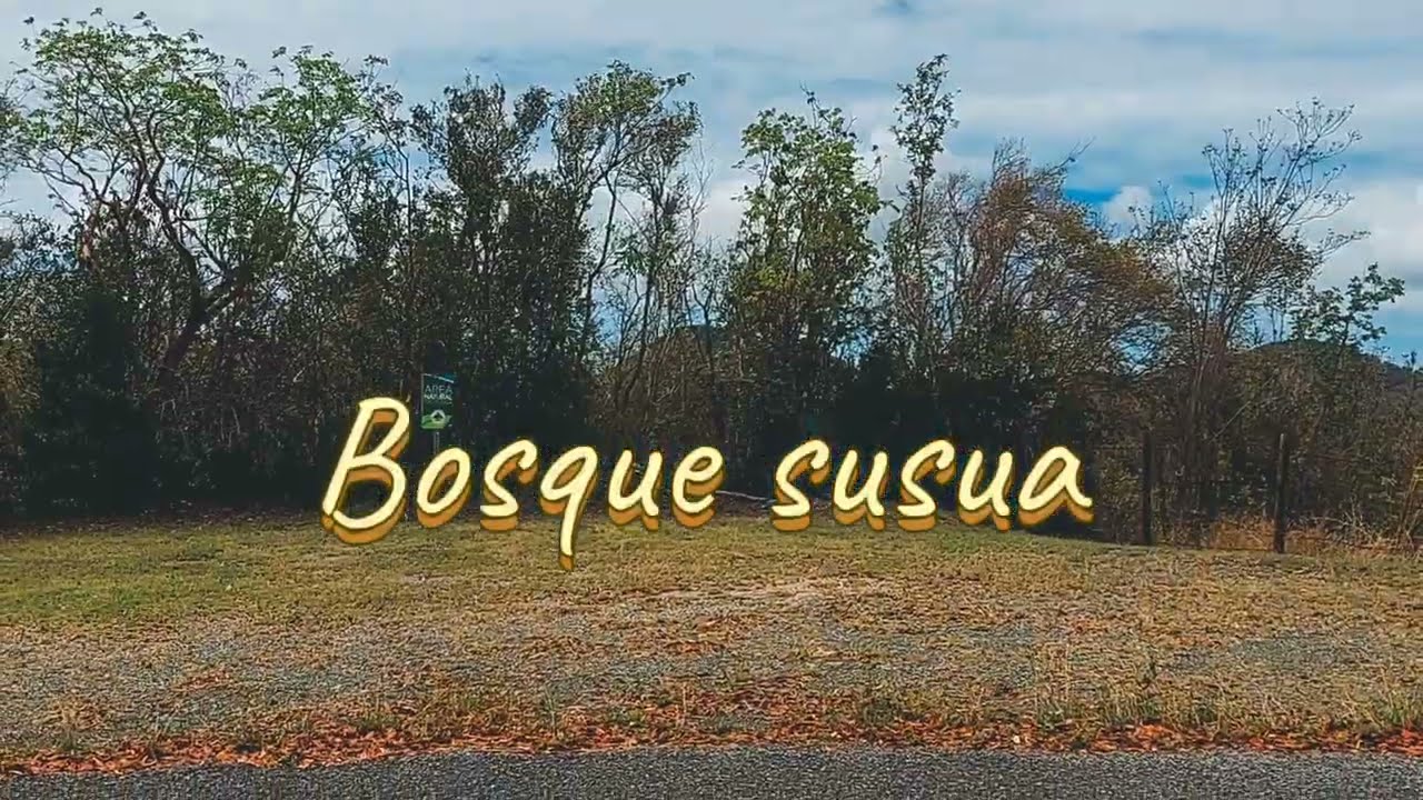 Bosque Estatal De Susua.   Sabana Grande