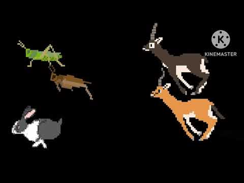Bouncy Animals - @TheKidsPictureShow