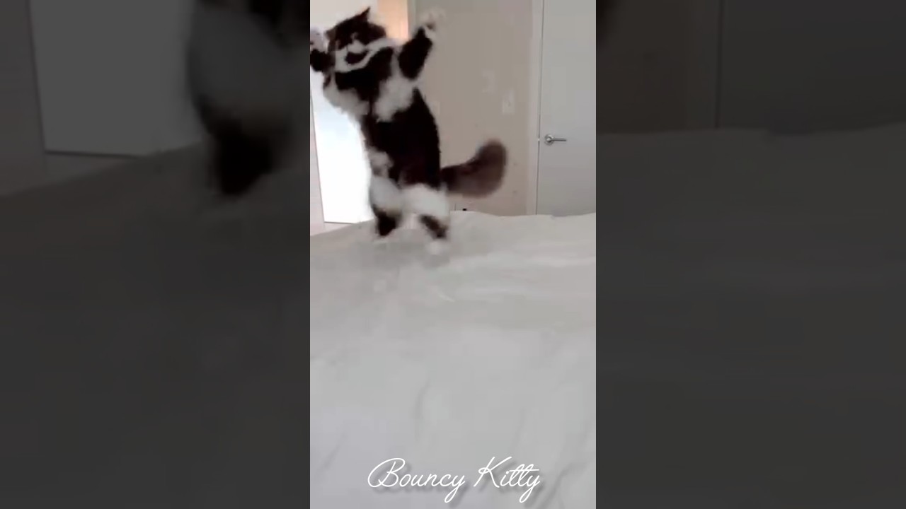 Bouncy Cat #cat #cute #catlovers #pets #love #animals #life #nature #happy #play #petlover #dance