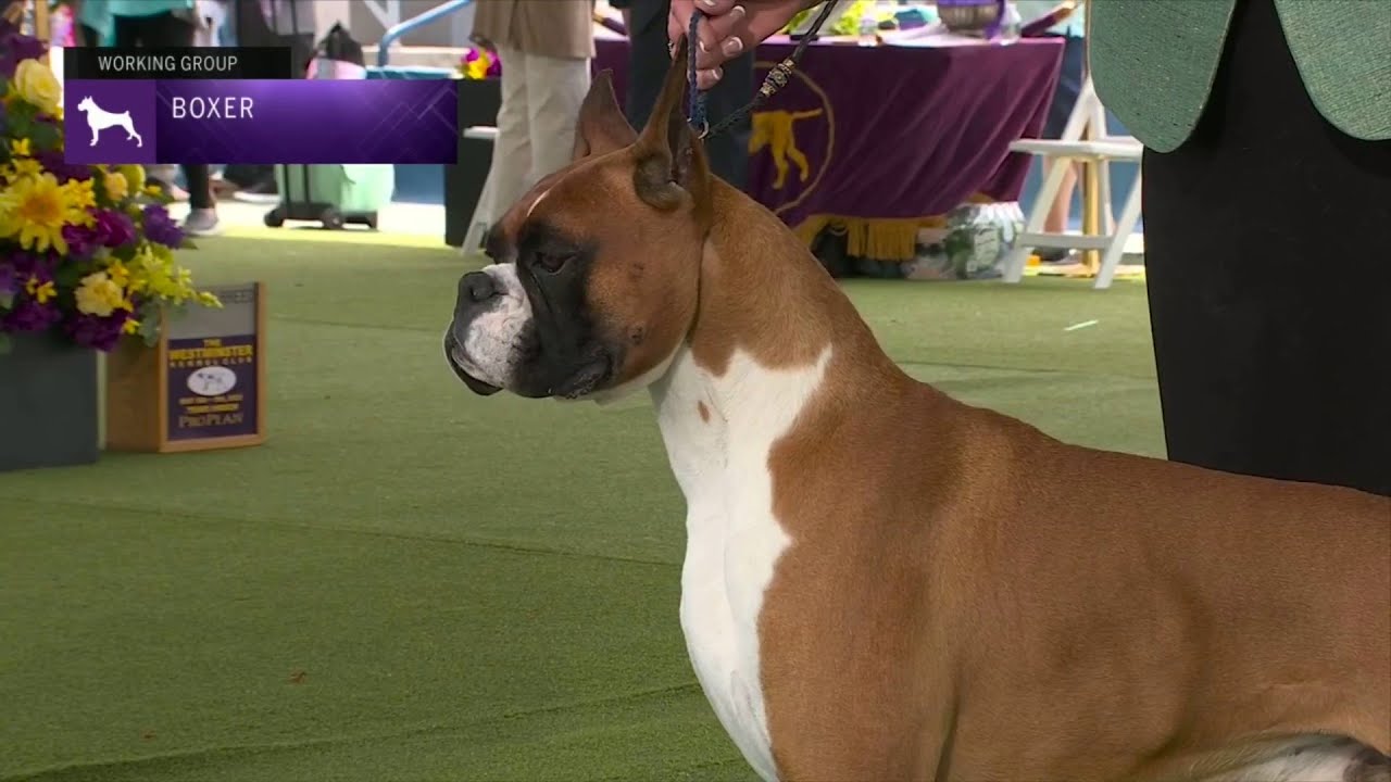 Boxers | Breed Judging 2023