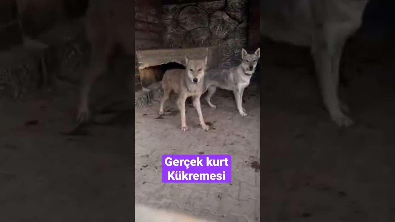BOZ KURT SESİ - Kükrüyor 😂
