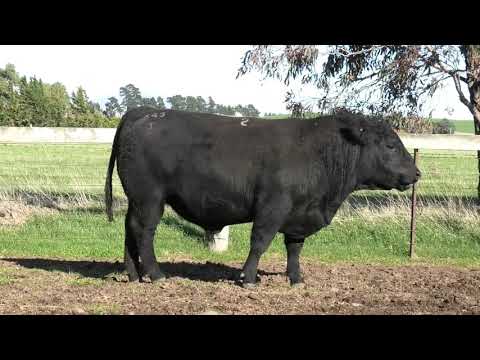 Brackenfield Lot 2-643 2021 Sale