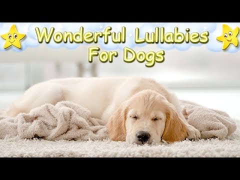 Brahms For Dogs ♫ Calm Your Golden Retriever Within 5 Minutes