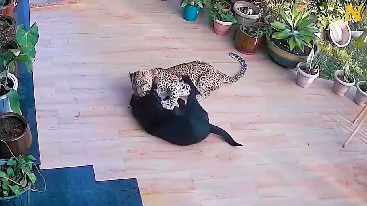 Brave Dog Fights Off Hungry Jaguar 😱👊