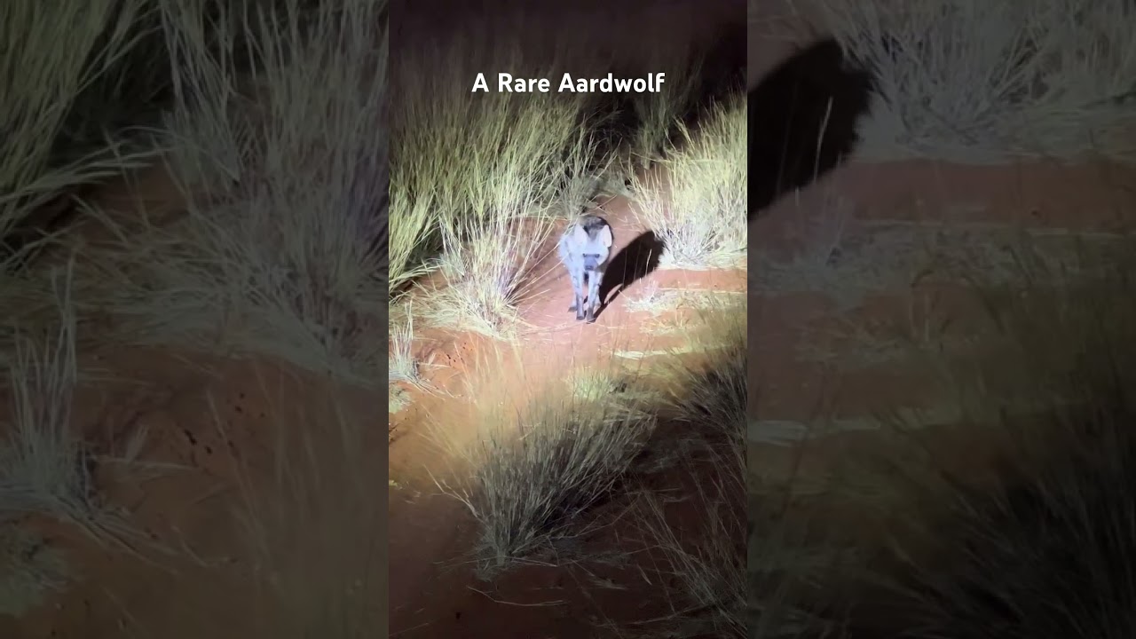 Brilliant night sighting of an Aardwolf in the Kalahari. 🎥 @rudi_onsafari  #aardwolf #wildlife