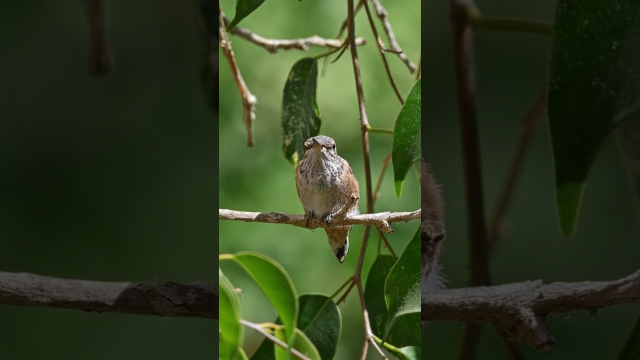 BROOK CHIRPING FOR MOM! #hummingbirdchicks #babyhummingbirds #hummingbirds