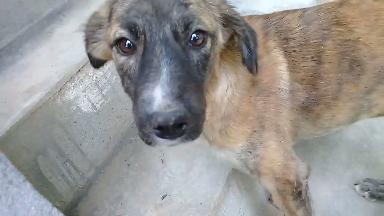 Brown Stray pup eating biscuits/White Stray pup sleeping/Mountain Village #animals #anime #viral #uk