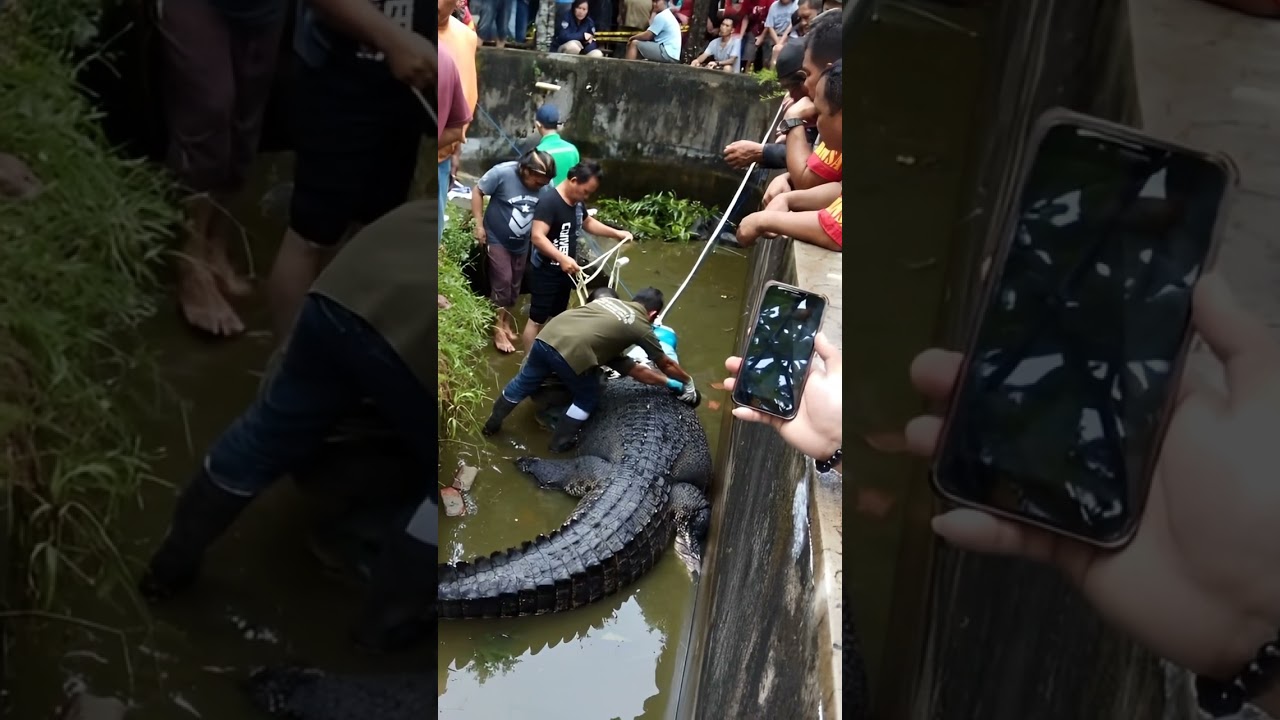 Buaya Besar Keluar Masuk #video #shorts
