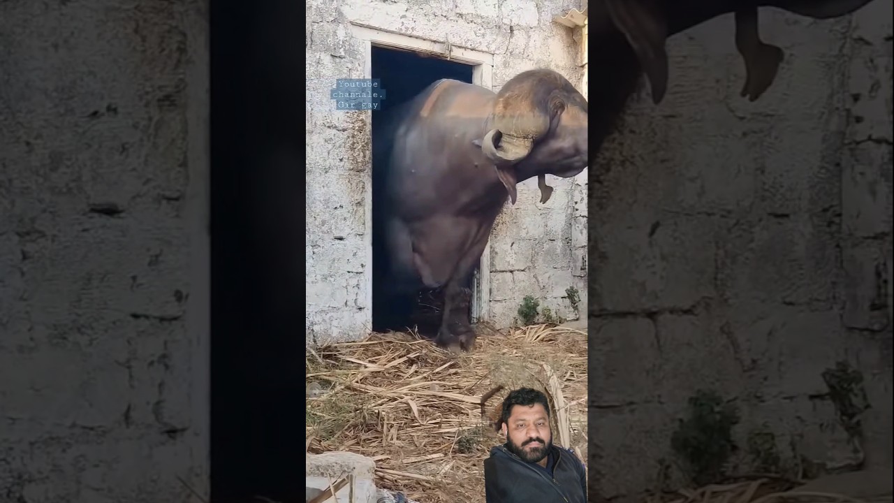 Buffalo farming, Buffalo talaab, Buffalo cartoon, Buffalo mating,     🐃 😋 👌 🙌 🔥 😍 🐃