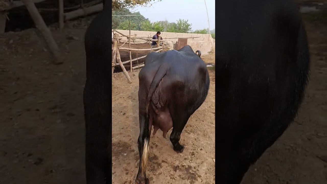 Buffalo farming, buffalo talaab, buffalo sound, buffalo cartoon, buffalo mating,bhains wala cartoon