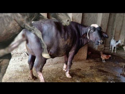 buffalo mating super powerful and wild very shocked