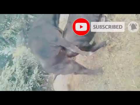 buffalo meeting video #buffalovideo Yuvraj bul
