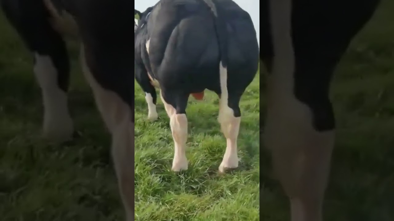 Bull jock