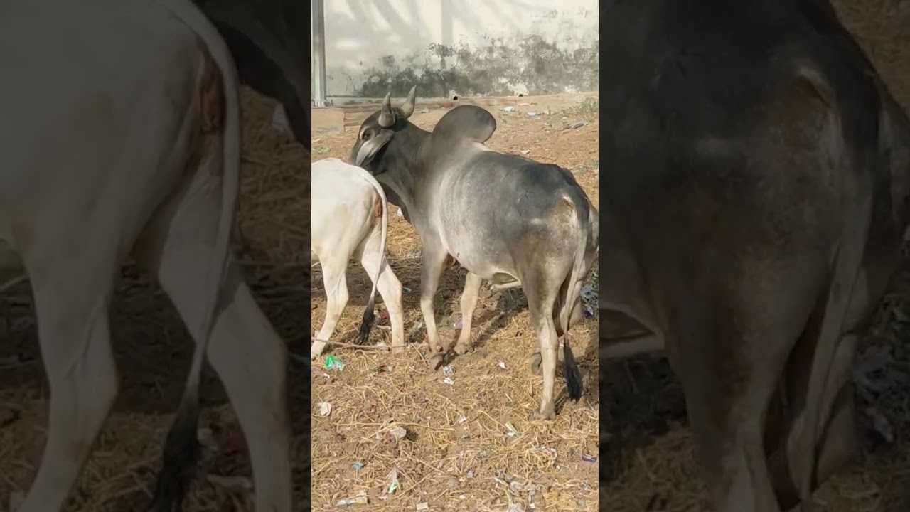 Bull Meeting - Bull Meeting with Cow #viral #viralvideo #usa #bull #bullcow #animals