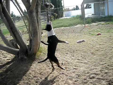 bull terrier on spring pole