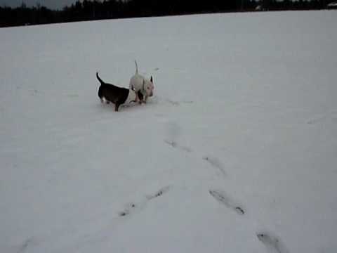 bull terrier snow 2