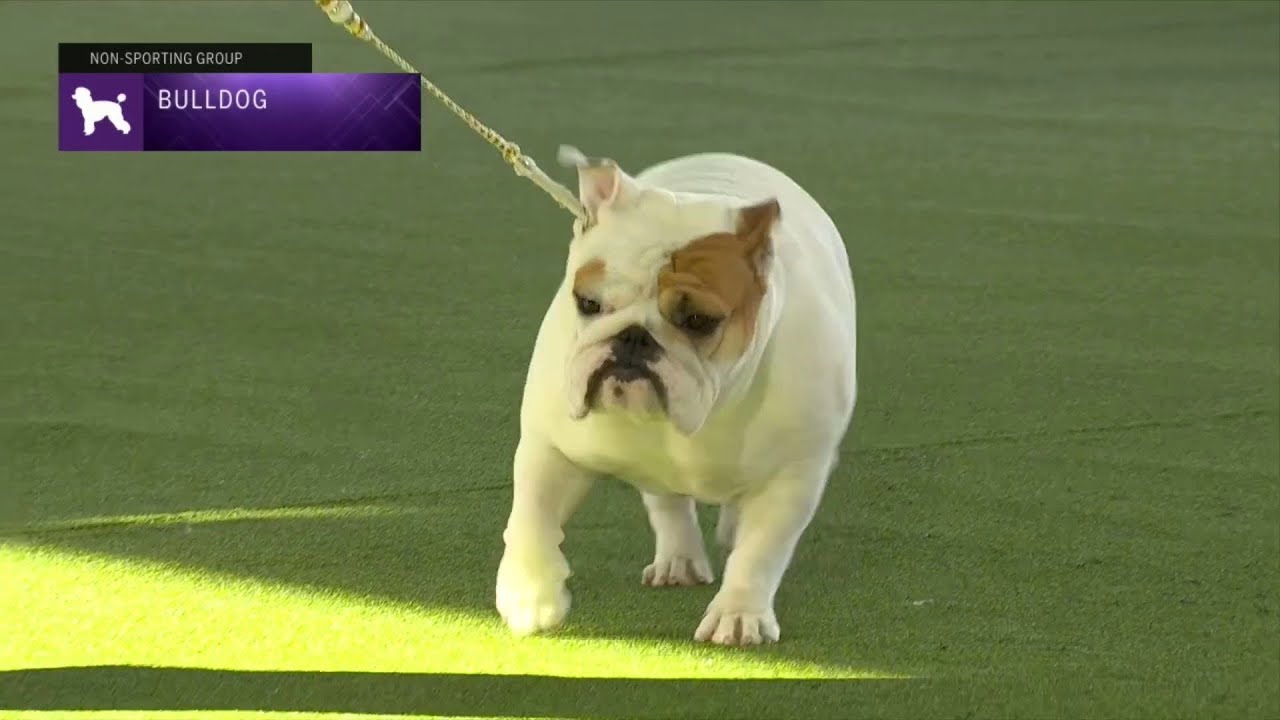 Bulldogs | Breed Judging 2023