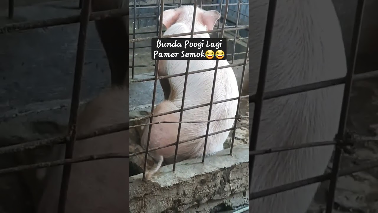 Bunda Pogi Pamer Semok😂😂
