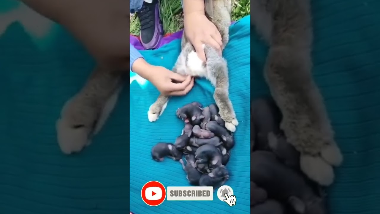 bunny 🐇❣️ giving birth 😱🤣#pets #shorts#Amazing Shorts