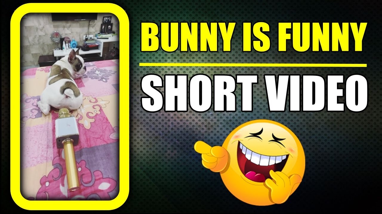 Bunny is always funny 😂 Dog fart #shorts | Harpreet SDC