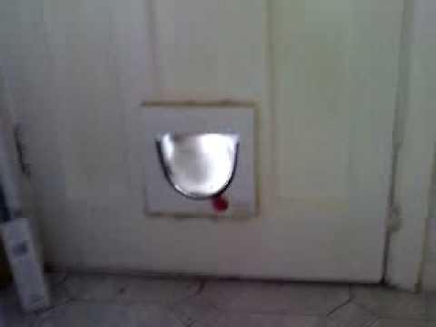 Bunny Jump Through Catflap
