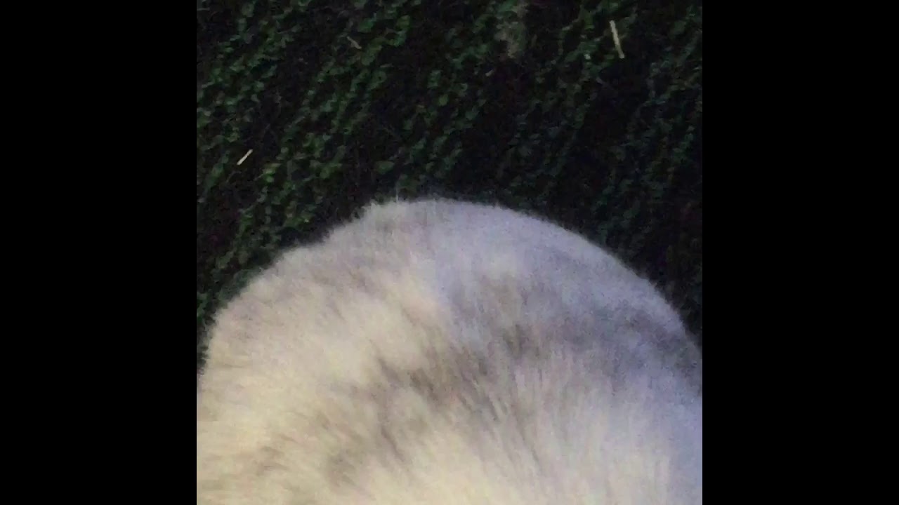 Bunny Twerk