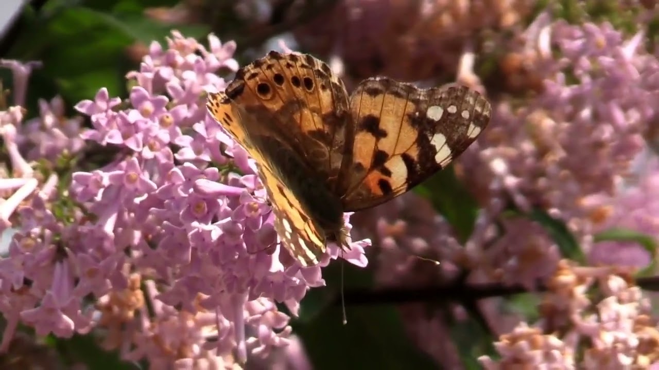 Butterflies and Flower   royalty free  stock footage