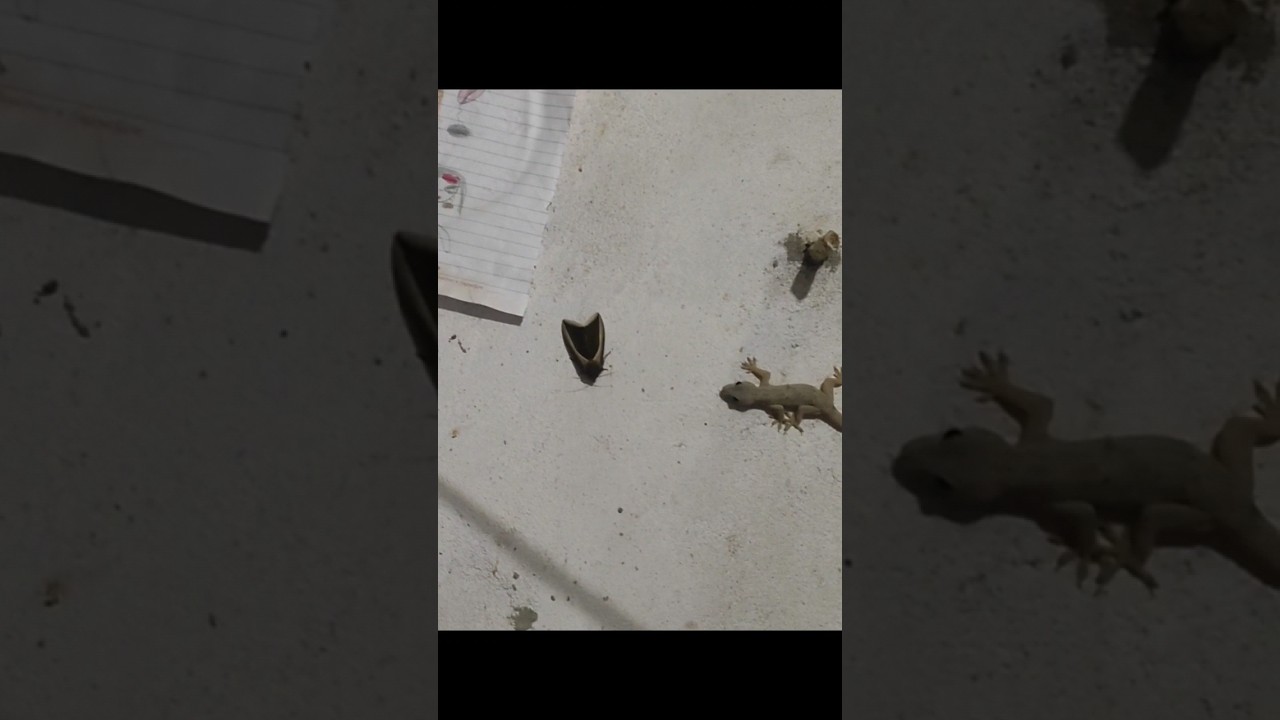 butterfly becomes victim of lizard/तित्ली बना छिपकिली का सिकार #shorts #batterfly  #viral #trending