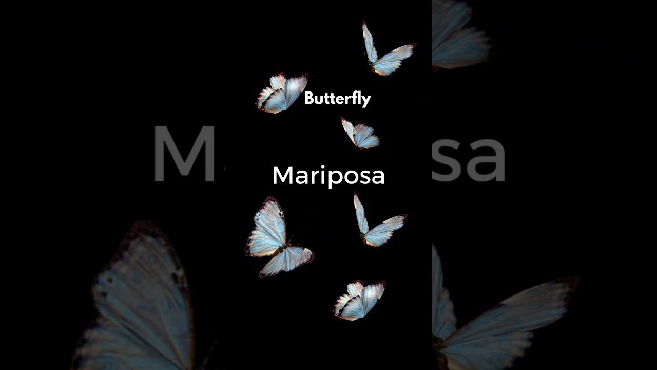 Butterfly in Spanish 🦋🦋🦋