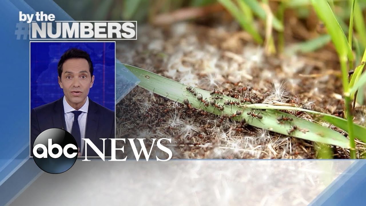 By the Numbers: The ant population | ABCNL