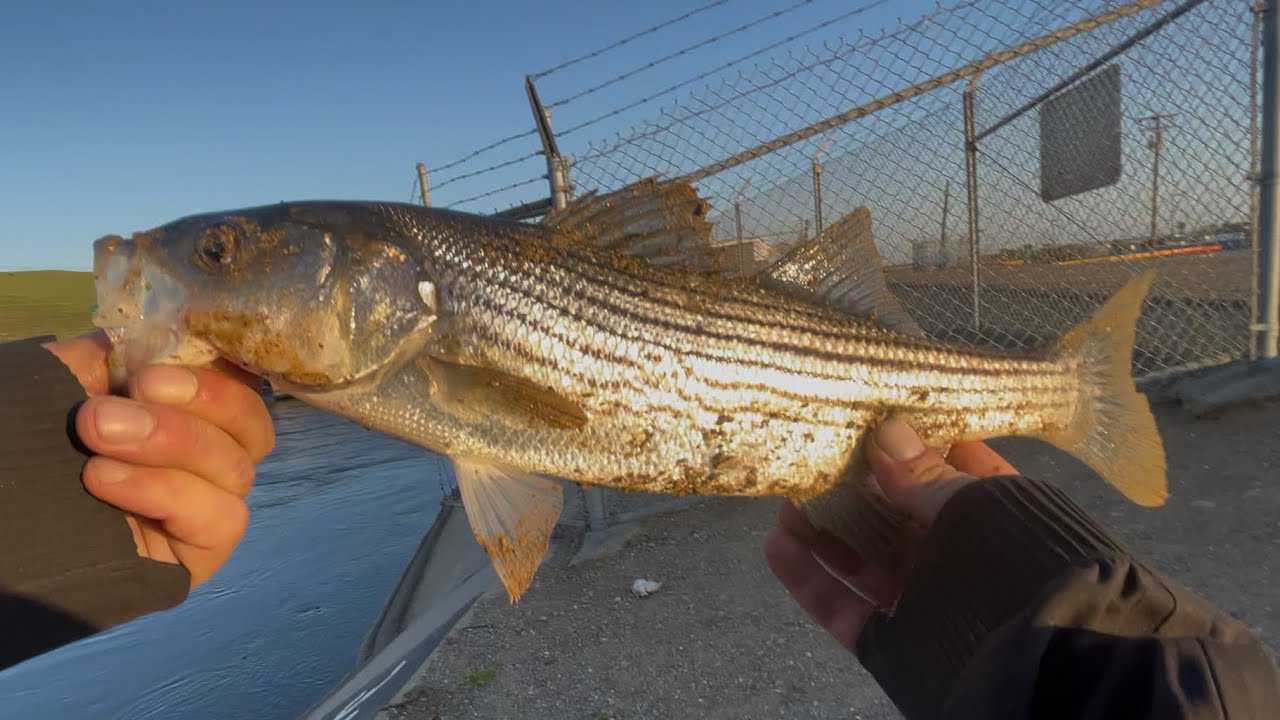 CA Aqueduct striper fishing 2025 flood gates with jerk baits