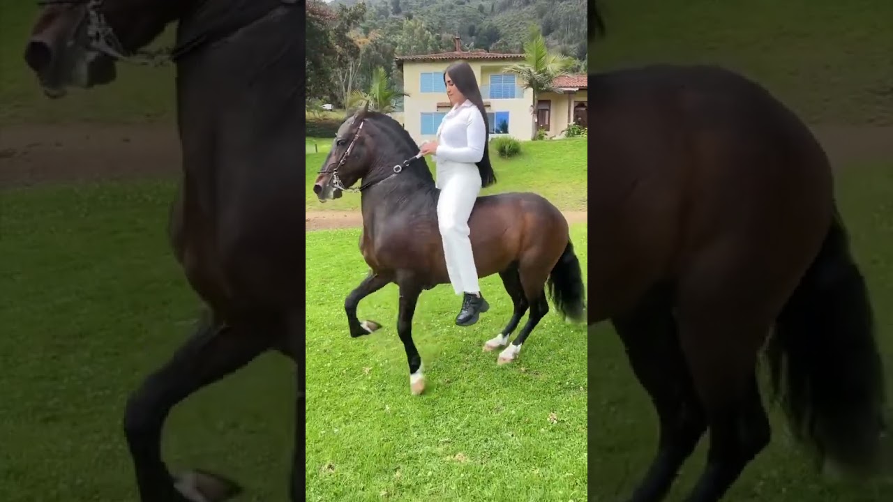 Caballos colombianos #parati #caballosfinos #ferias #cabalgatas #troteygalope #câucá