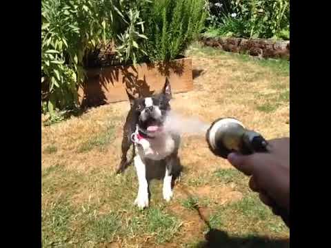 Cachorro vs mangueira