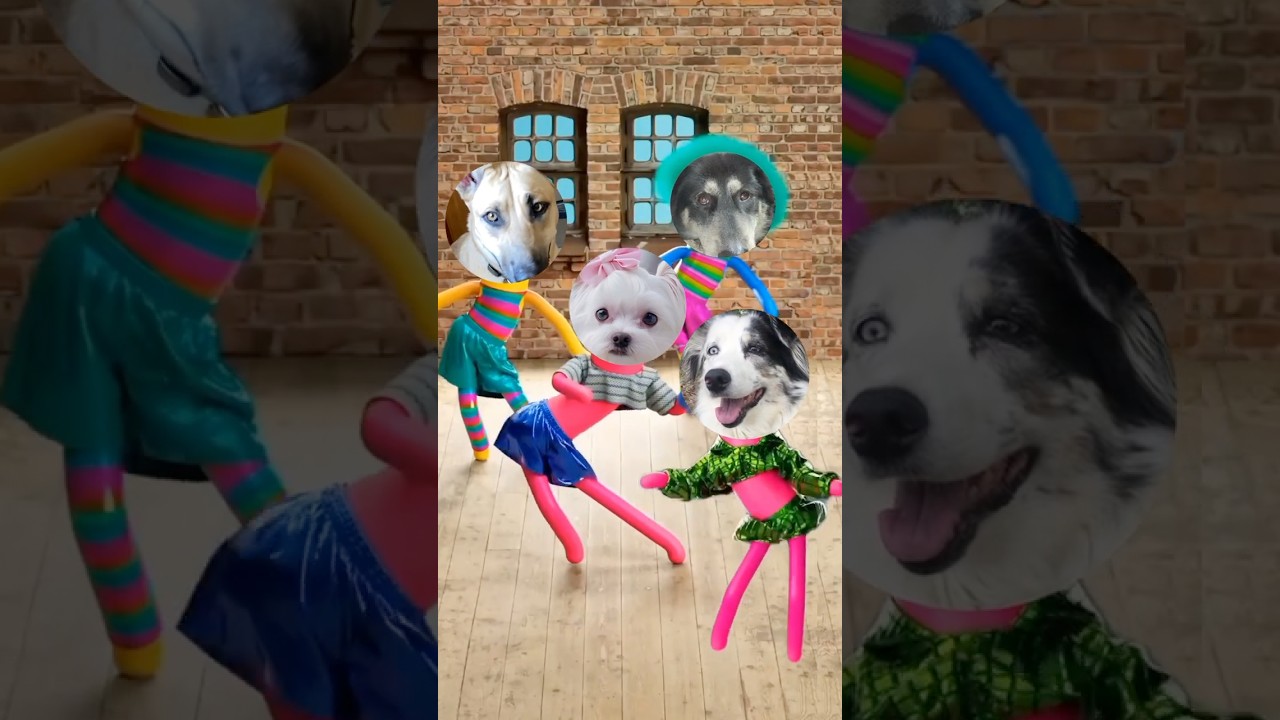 CACHORROS DANÇANDO 😹 #shorts #dog #humor #animals #engraçado #beatrizmag