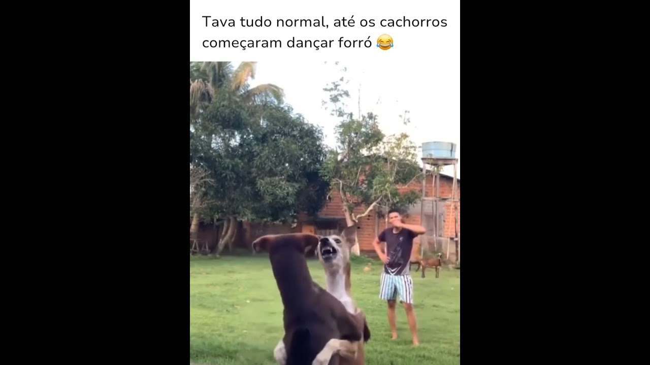 Cachorros dançando forró 👏🏽🤣 #memes #viralvideo #shorts