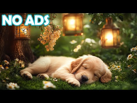 Calming Music for Dogs to Sleep – Golden Retriever’s Cozy Nap Ti