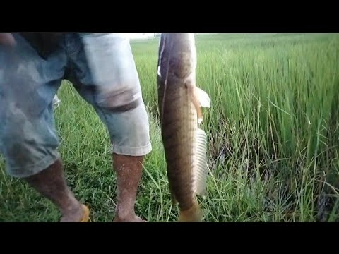 Cambodian Traditional Rod Fishing Get More Big Fish/Fishing Videos - PU MENG Fishing