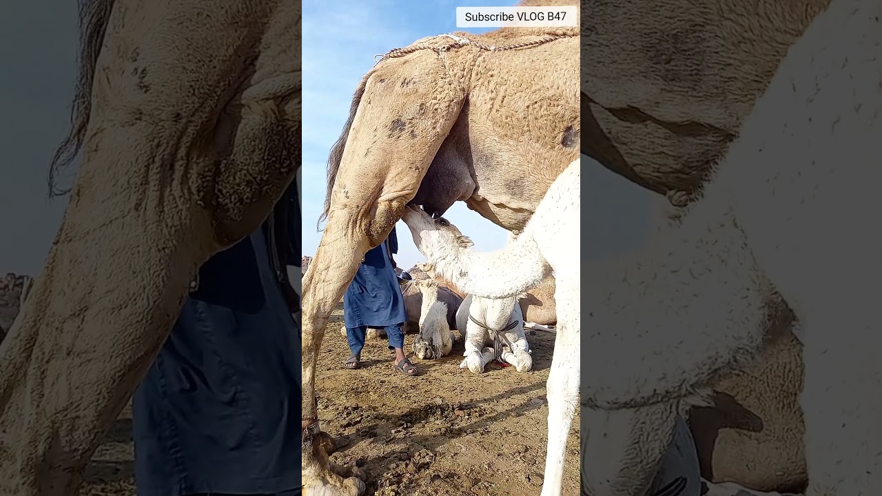 Camel Baby Drinking his mother's milk