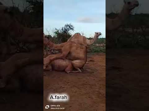 camel mating. #animals #camels #animal
