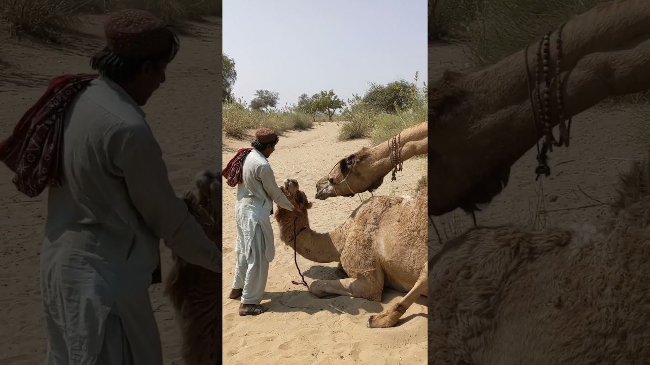 Camel's mating || Camel's breeding #shorts #foryou