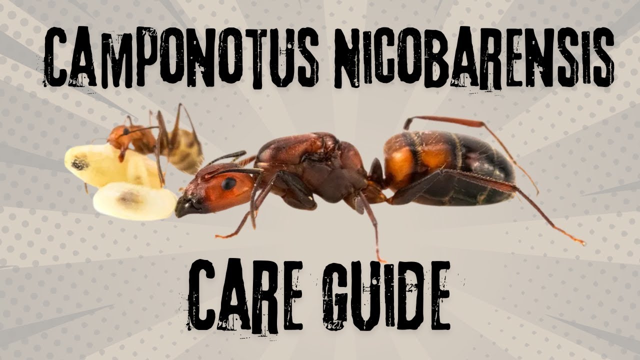 Camponotus Nicobarensis Care Guide - Starter Ant Species