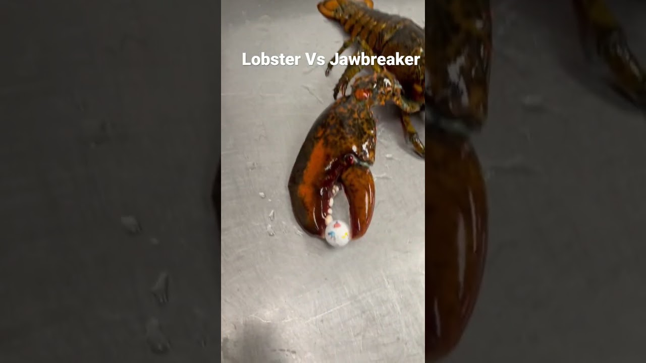 Can a lobster crush a jawbreaker??