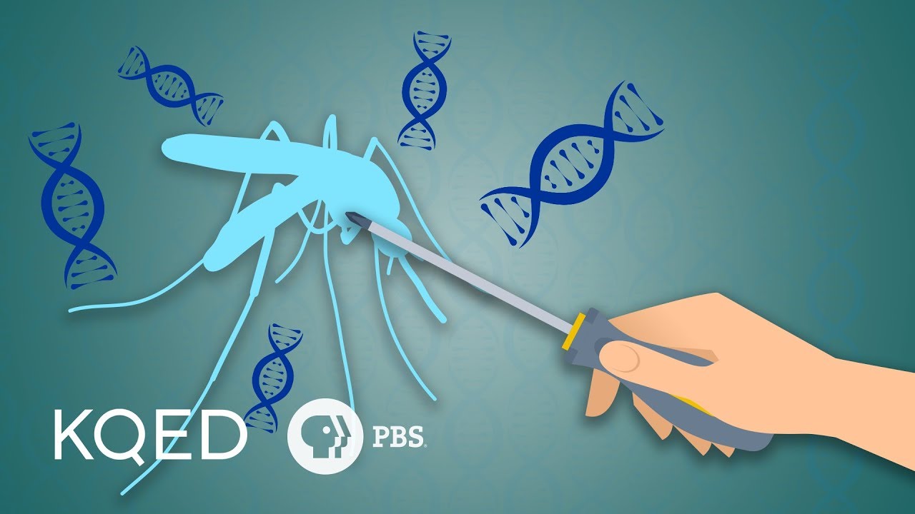 Can Genetically Engineered Mosquitoes Help Fight Disease?