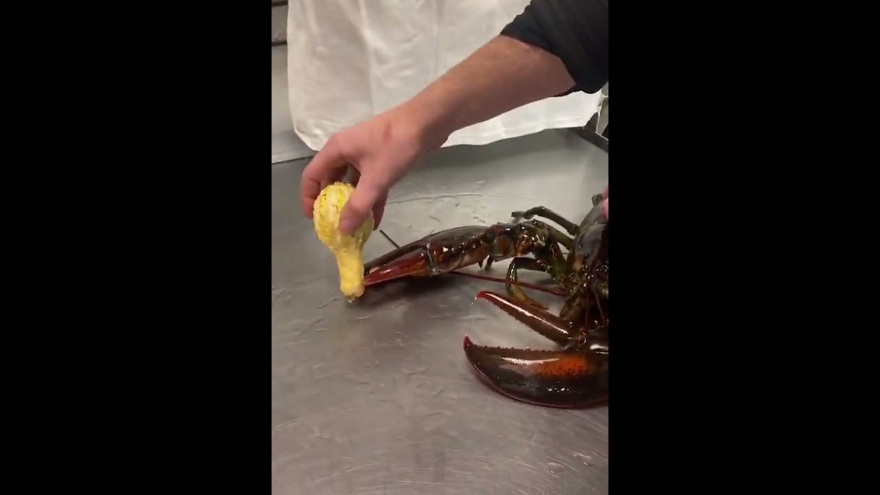 Can Rocco crush a gourd__ #rocco #maine #lobster #crush #fall #fyp