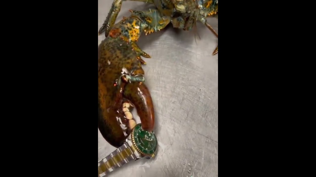 Can Rocco crush a watch_ #rocco #maine #lobster #crushit.