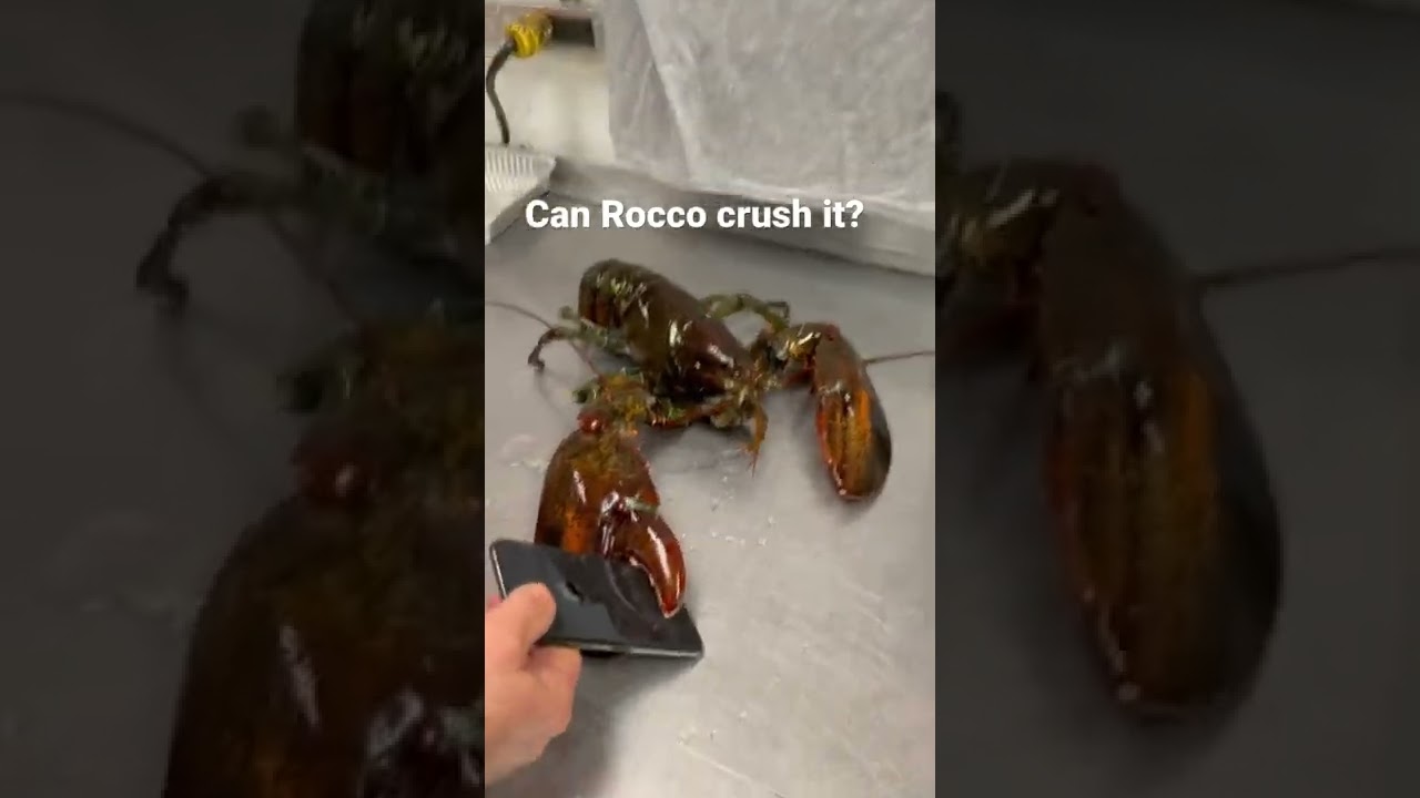 Can Rocco crush it?