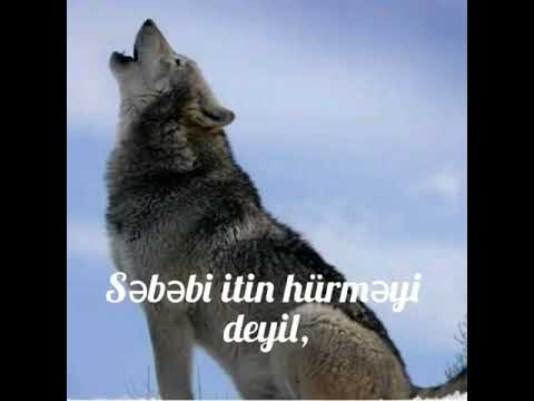 CANAVAR (status)
