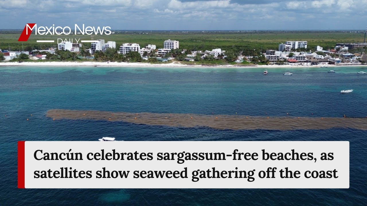 Cancún celebrates sargassum-free beaches, as satellites show seaweed gathering off the coast