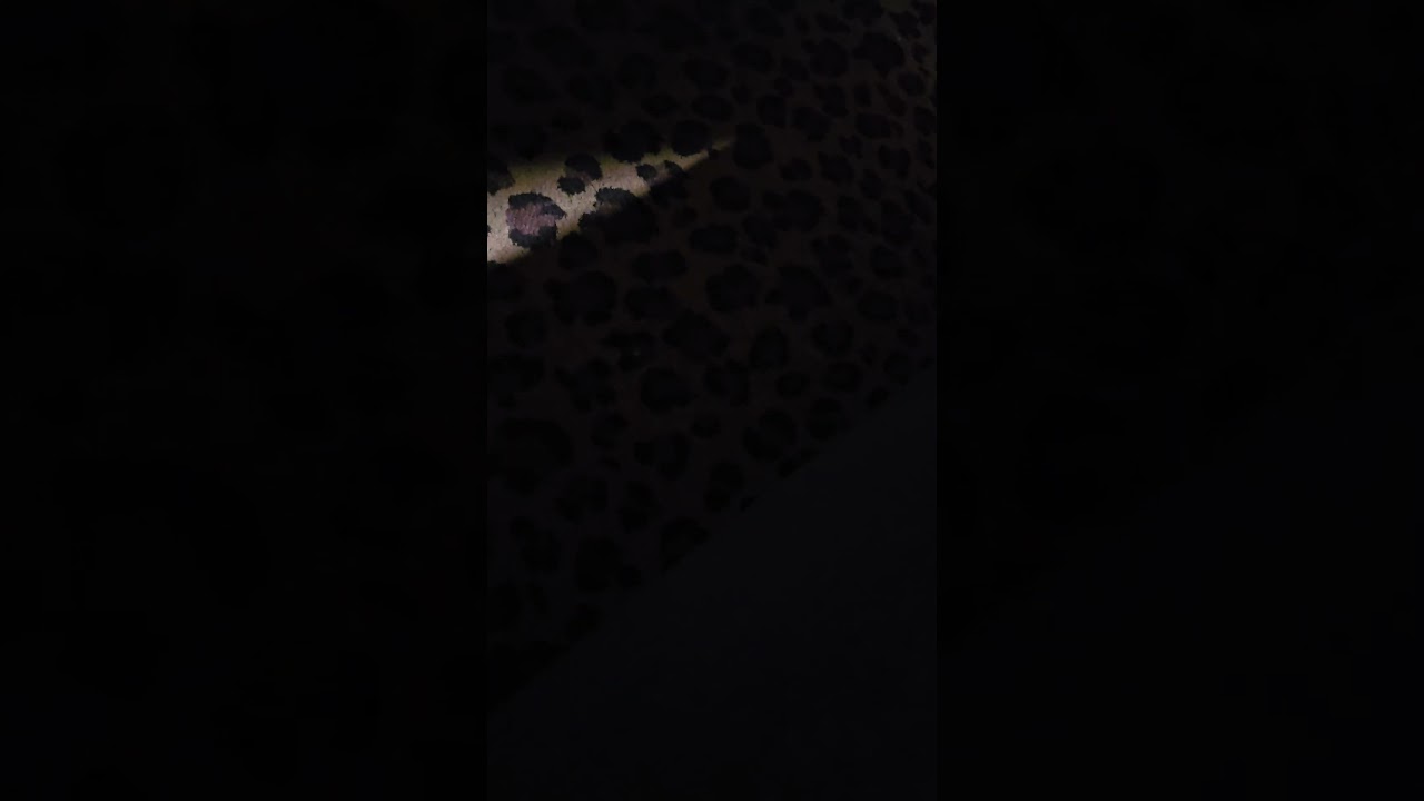 Candid croc shoeplay