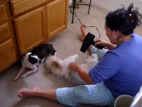 candy y doqui - after shower
